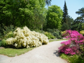 Rhododendronpark 7