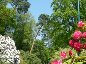 Rhododendronpark 17